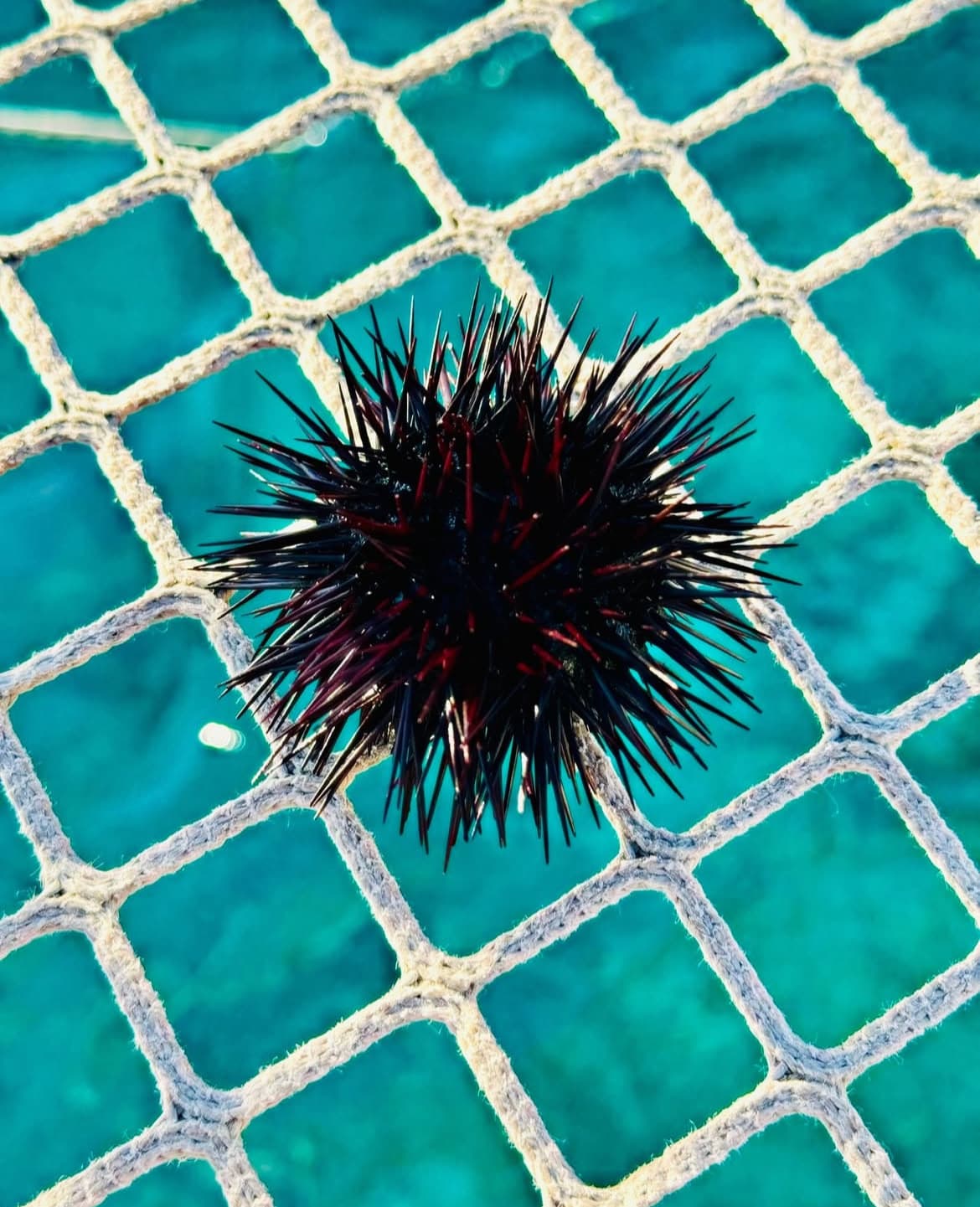 Keenex Pro 445 • Aegean Catamaran Experience from Mykonos image 7